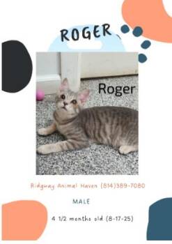 Rescue American Shorthair Cats for Adoption in Ridgway, Pennsylvania - Roger | PetCurious
