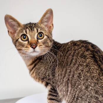 Pim -  Domestic Short Hair Cat for Adoption in Hattiesburg, Mississippi - Pim | PetCurious