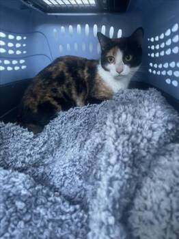 SHAMONE -  Domestic Short Hair Cat Available for Adoption in Derwood, Maryland - SHAMONE | PetCurious