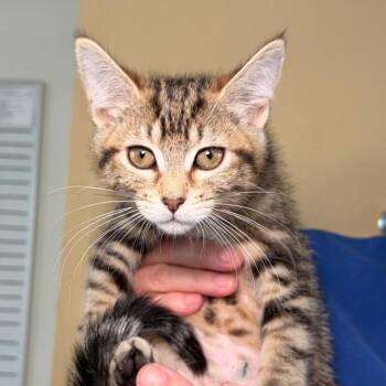 Catti LaBelle -  Domestic Short Hair Cat for Adoption in Goleta, California - Catti LaBelle | PetCurious