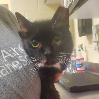 Socks -  Domestic Short Hair Cat for Adoption in Asheville, North Carolina - Socks | PetCurious
