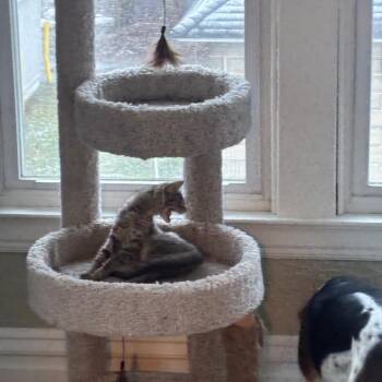 Domestic Short Hair Cats Available for Adoption in Parkersburg, West Virginia - Donut | PetCurious