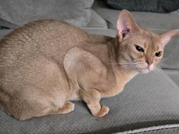 Abyssinian Cats Available for Adoption - Blonde | PetCurious