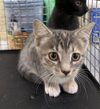 LIZ -  Domestic Short Hair Cat for Adoption in Fort Myers, Florida - LIZ | PetCurious