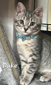 Duke -  Domestic Short Hair Cat for Adoption in Catasauqua, Pennsylvania - Duke | PetCurious
