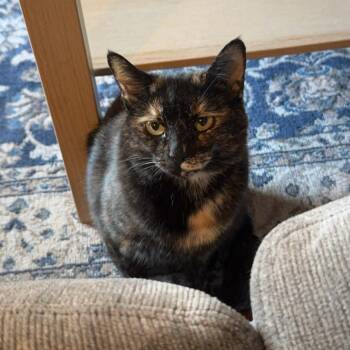 Rescue Domestic Short Hair Cats for Adoption in Richmond, Kentucky - Corduroy | PetCurious