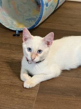 Rescue Siamese Cats for Adoption in Austin, Texas - Mieko | PetCurious