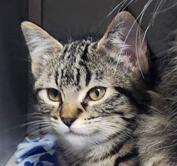 Rescue Domestic Short Hair Cats for Adoption in Dayton, Minnesota - Tanya | PetCurious