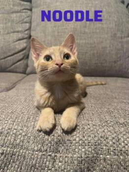 American Shorthair and Domestic Short Hair Cats Available for Adoption - Noodle | PetCurious