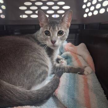 Tally -  Domestic Short Hair Cat for Adoption in Lufkin, Texas - Tally | PetCurious