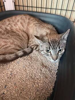 Pete -  Domestic Medium Hair Cat for Adoption in Green River, Wyoming - Pete | PetCurious