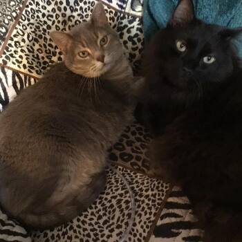 Domestic Long Hair and Domestic Short Hair Cats Available for Adoption in Tulsa, Oklahoma - Albie | PetCurious