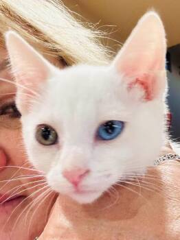 Rescue Siamese Cats for Adoption in Gilroy, California - Angel | PetCurious