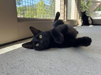 Larkin -  Domestic Short Hair Cat for Adoption in Arlington, Vermont - Larkin | PetCurious