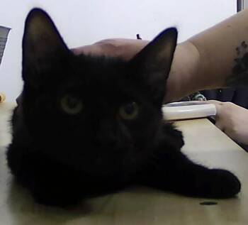 Domestic Short Hair Cats Available for Adoption in Dayton, Minnesota - Minnie | PetCurious