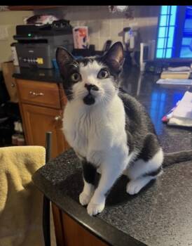 Rescue Domestic Short Hair Cats for Adoption in East Providence, Rhode Island - Lily | PetCurious