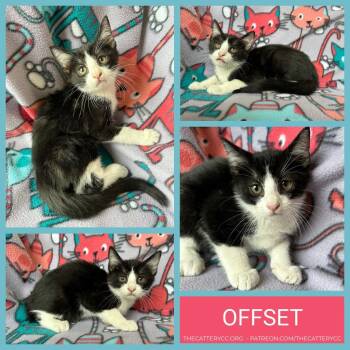 Offset -  Domestic Short Hair Cat for Adoption in Corpus Christi, Texas - Offset | PetCurious