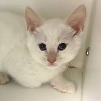 Domestic Short Hair Cats Available for Adoption in Walnut Creek, California - Sole | PetCurious