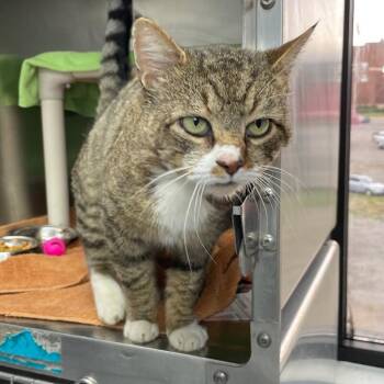 Domestic Short Hair Cats Available for Adoption - Johnny Bravo | PetCurious