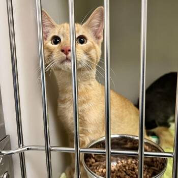 72140 -  Domestic Short Hair Cat for Adoption in Harrisonburg, Virginia - 72140 | PetCurious