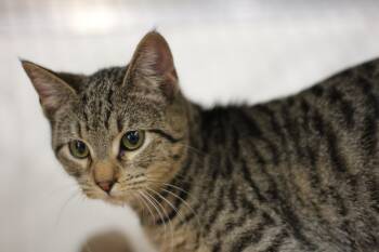 Domestic Short Hair Cats Available for Adoption - Lia | PetCurious