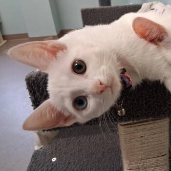 Marcia -  Domestic Short Hair Cat for Adoption in Middlebury, Vermont - Marcia | PetCurious