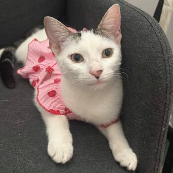 Princess -  Domestic Short Hair Cat for Adoption in Weehawken Township, New Jersey - Princess | PetCurious