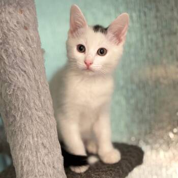 Tongs -  Domestic Short Hair Cat for Adoption in South Elgin, Illinois - Tongs | PetCurious