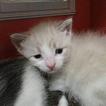 Moulin -  Siamese Cat for Adoption in Tampa, Florida - Moulin | PetCurious