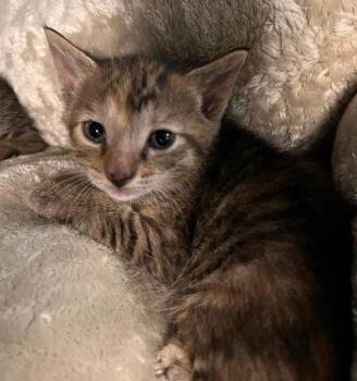 Diamond -  Domestic Short Hair Cat for Adoption in Huntington, Indiana - Diamond | PetCurious