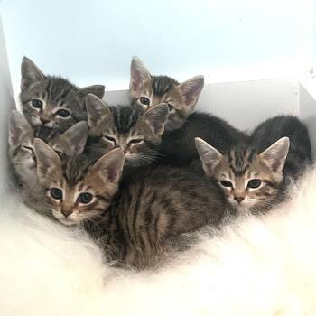 Domestic Short Hair Cats Available for Adoption in Pleasant Hill, California - A1045894 Solo Ball | PetCurious