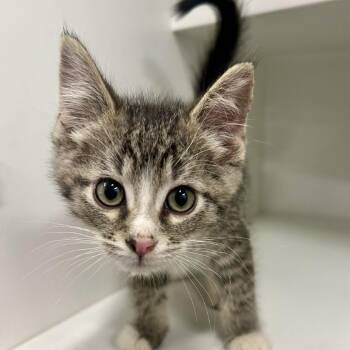 Sage -  Domestic Medium Hair Cat for Adoption in Saint Joseph, Missouri - Sage | PetCurious