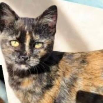 Aggie -  Domestic Short Hair Cat for Adoption in Salt Lake City, Utah - Aggie | PetCurious