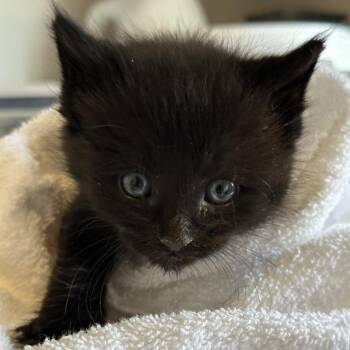 Flint -  Domestic Medium Hair Cat for Adoption in Durango, Colorado - Flint | PetCurious