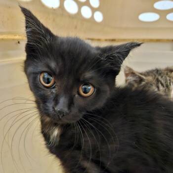 Aster -  Domestic Short Hair Cat for Adoption in Ballston Spa, New York - Aster | PetCurious