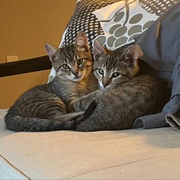 Hayes -  Domestic Short Hair Cat for Adoption in Denver, Colorado - Hayes | PetCurious