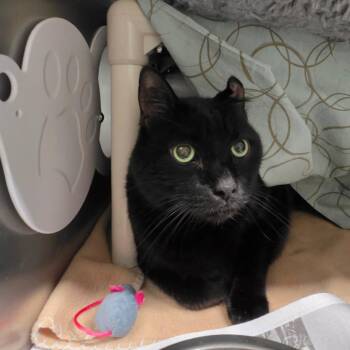 Kit Kat -  Domestic Short Hair Cat for Adoption in Kennebunk, Maine - Kit Kat | PetCurious