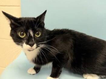 Socks -  Domestic Short Hair Cat for Adoption in Woodbury, Minnesota - Socks | PetCurious