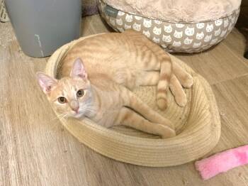 Domestic Short Hair Cats Available for Adoption in Gorham, Maine - Cake Batter Aka Malcolm | PetCurious