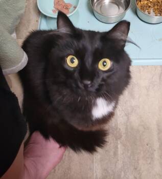 Linky -  Domestic Medium Hair Cat for Adoption in Duluth, Georgia - Linky | PetCurious