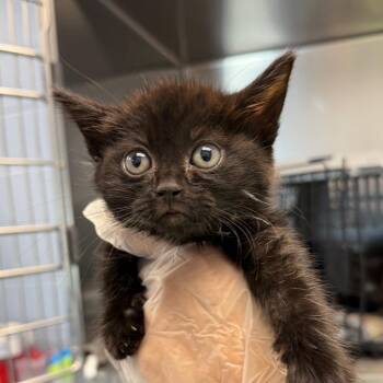 Amen -  Domestic Short Hair Cat for Adoption in Martinsville, Virginia - Amen | PetCurious