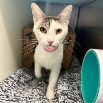 Freck -  Domestic Short Hair Cat Available for Adoption in Fairport, New York - Freck | PetCurious