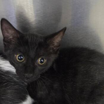 Funboy -  Domestic Short Hair Cat for Adoption in Lake Panasoffkee, Florida - Funboy | PetCurious