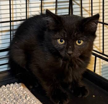 Rescue Domestic Short Hair Cats for Adoption in Pomona, New York - Brooklyn | PetCurious