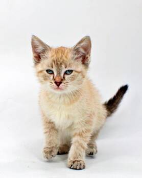 Spell -  Domestic Short Hair Cat for Adoption in Morton Grove, Illinois - Spell | PetCurious