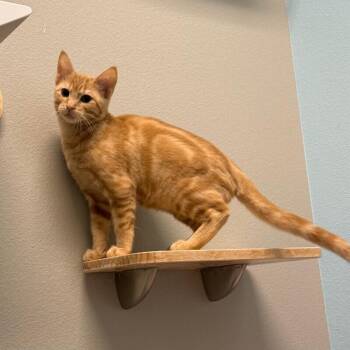 Sardine -  Domestic Short Hair Cat for Adoption in Fort Collins, Colorado - Sardine | PetCurious