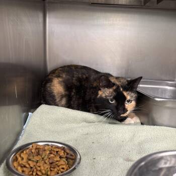Mavis -  Domestic Short Hair Cat for Adoption in Galax, Virginia - Mavis | PetCurious