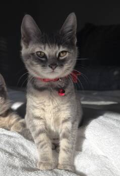 Rescue Domestic Short Hair Cats for Adoption in New Braunfels, Texas - Dusty Miller | PetCurious