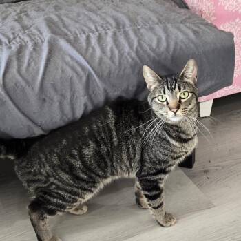 Rescue Tabby Cats for Adoption in Fremont, California - Blaze | PetCurious