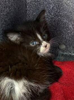 Minnie -  Domestic Short Hair Cat for Adoption in Daytona Beach, Florida - Minnie | PetCurious